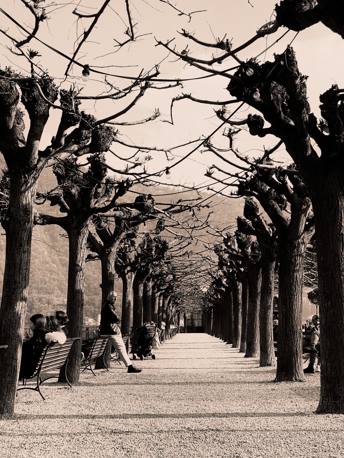 Tree-lined promenade in black and white