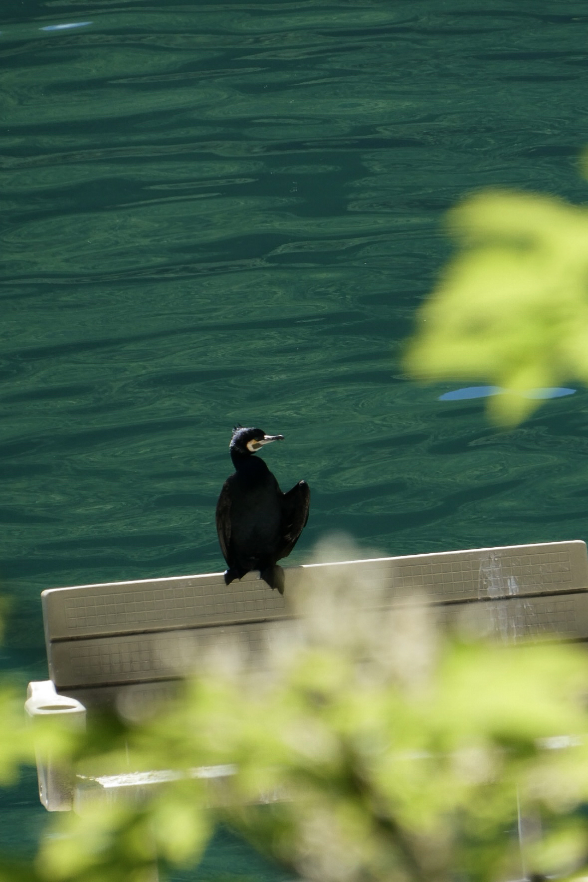 A solitary bird on a bench in a green landscape