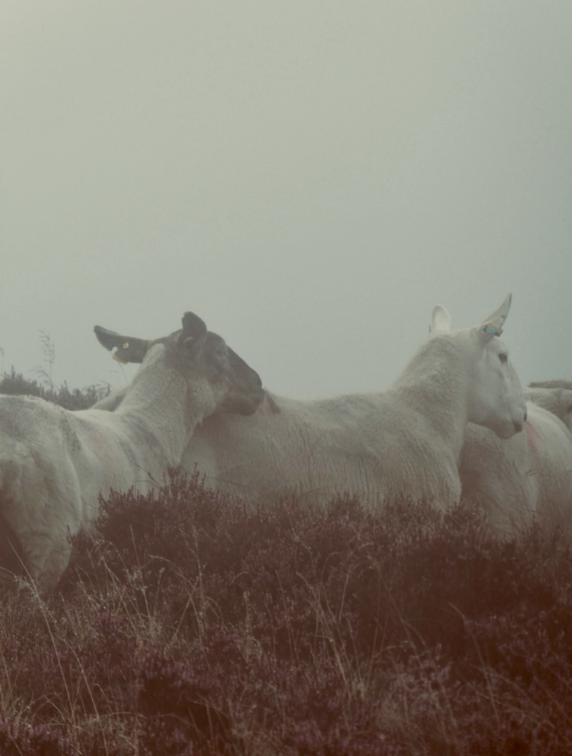 White horses emerging through mist