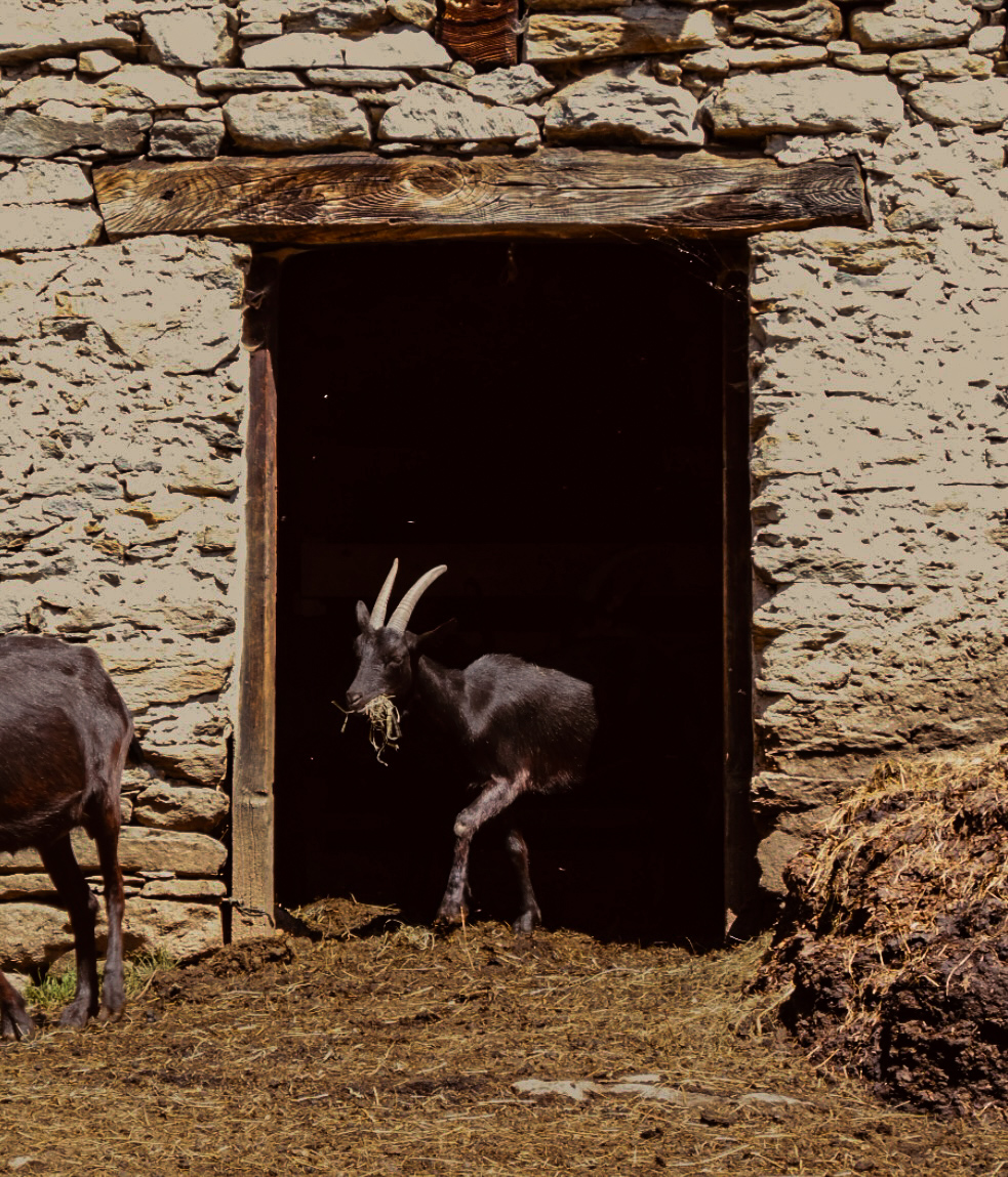 Goat standing in the dark doorway of a stone building