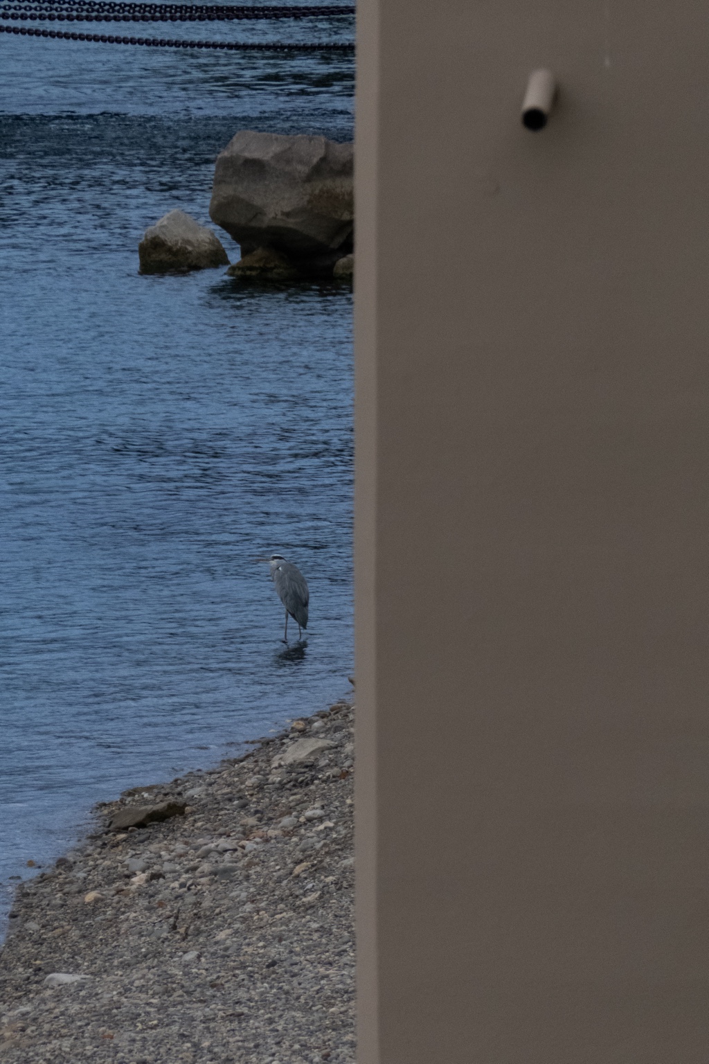 A solitary heron at the river's edge, partially concealed by architecture